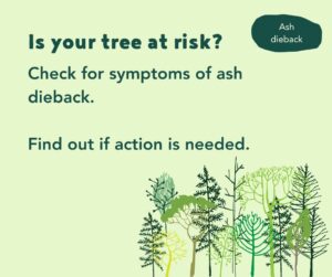 Ash Die Back - is your tree at risk picture